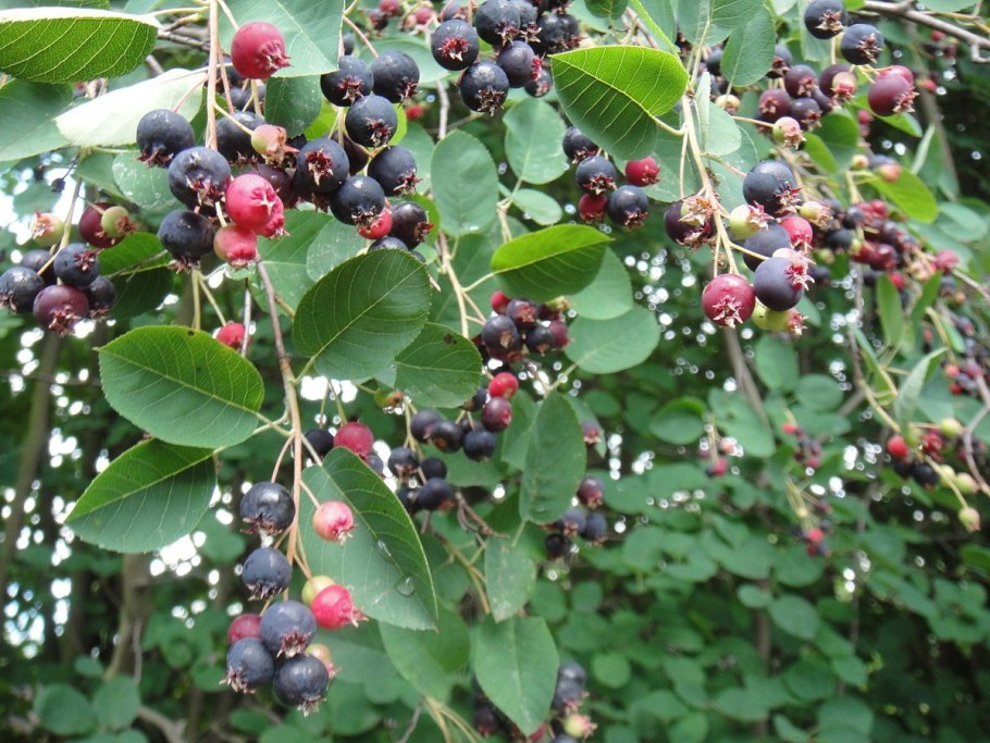 Ежевика Торнфри