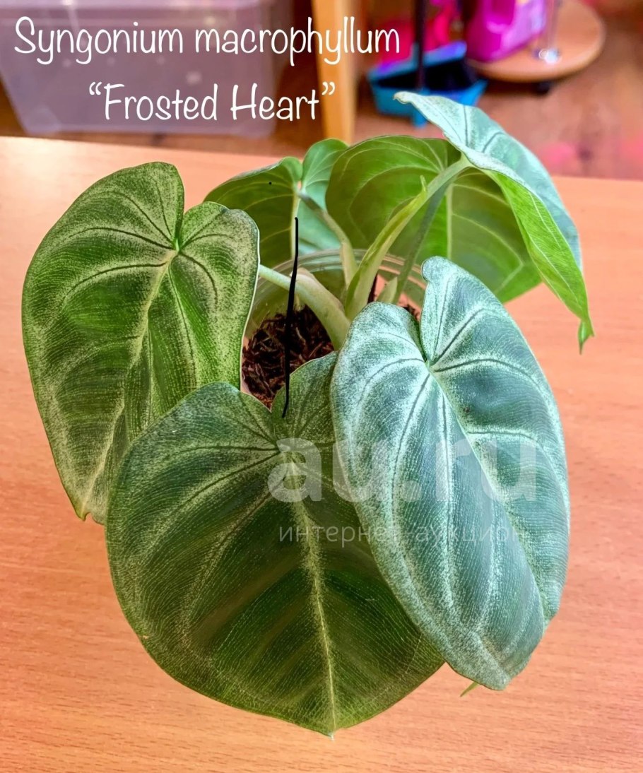 Сингониум Frosted Heart