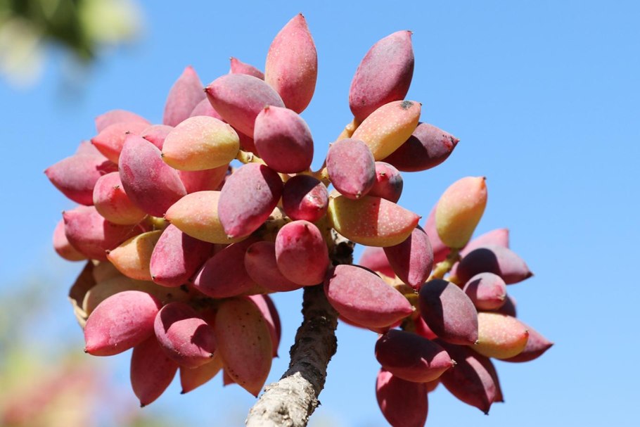 Фисташка туполистная Крым