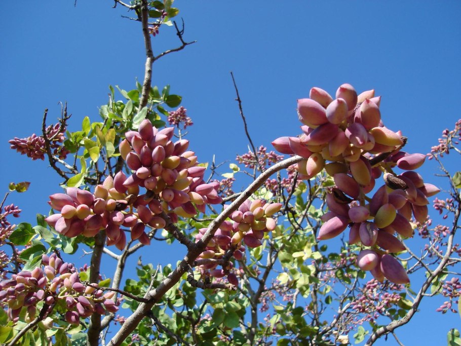 Фисташка туполистная