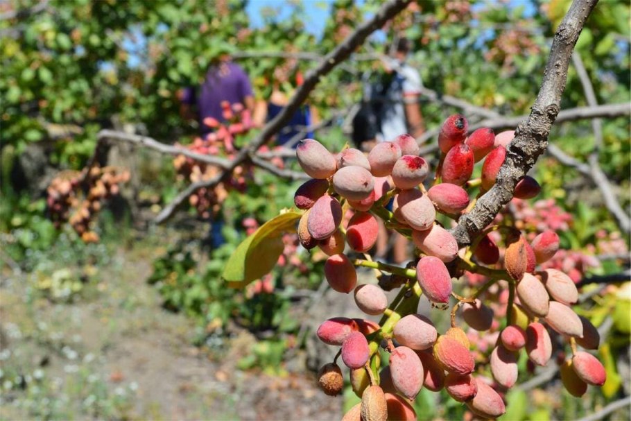 Фисташки Альбина