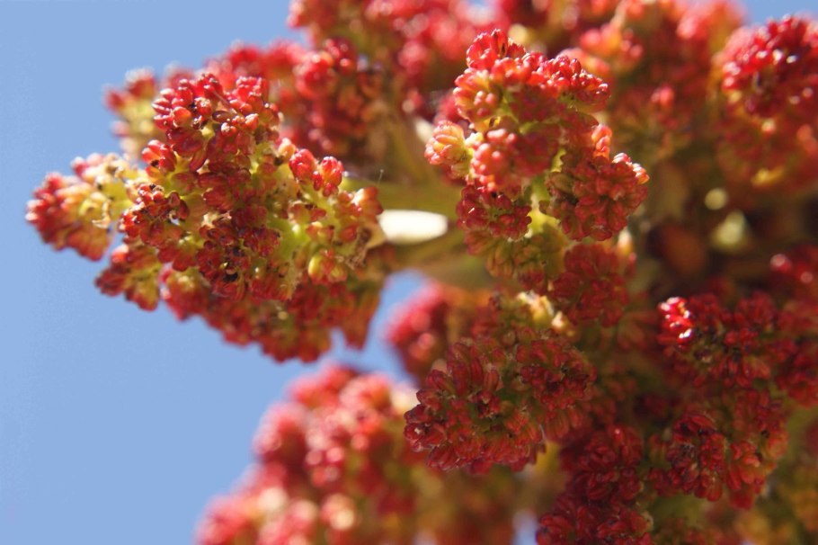 Как цветет фисташка фото