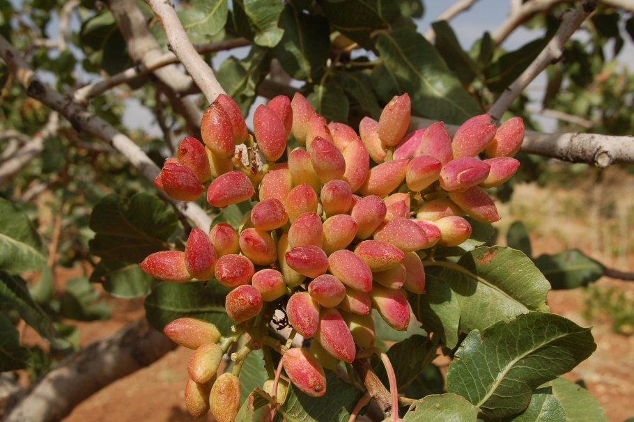 Фисташки Таджикистан