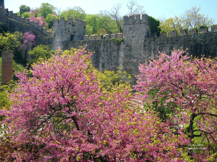 Фисташковое дерево цветет