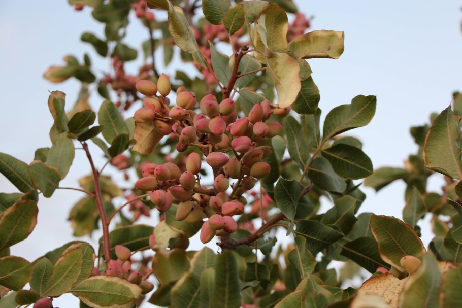 Фисташка туполистная дерево