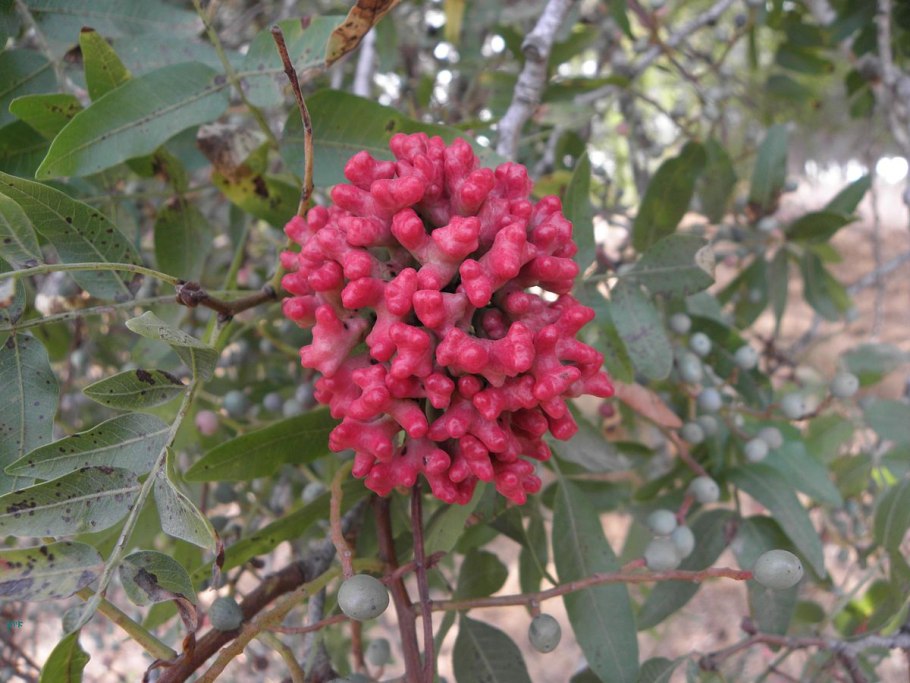 Фисташка туполистная