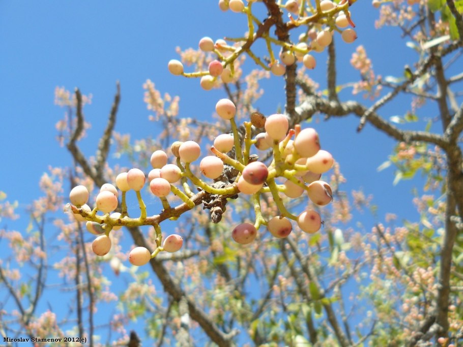 Фисташка туполистная