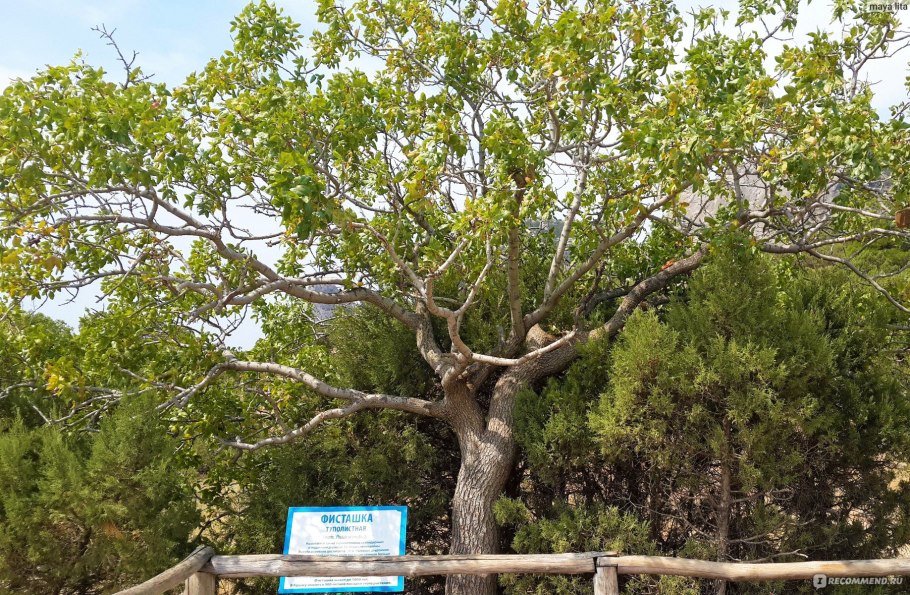 Фисташка туполистная Крымская