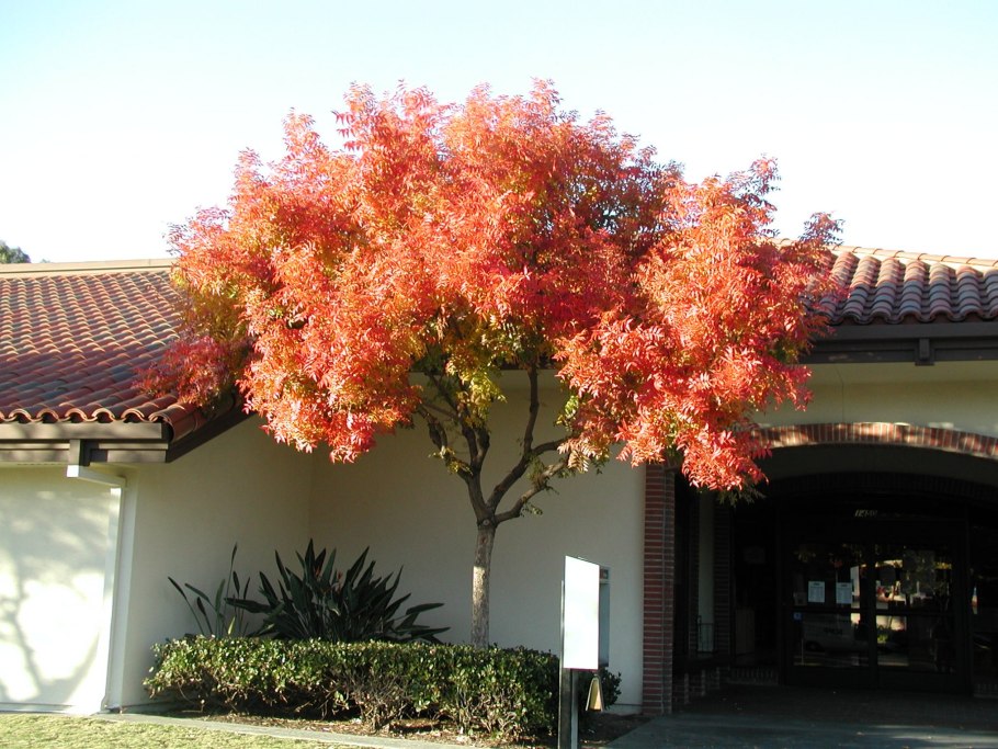 Фисташка туполистная дерево