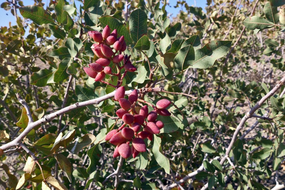 Фисташки дерево цветение