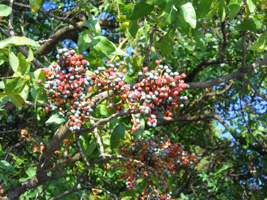 Фисташковое дерево ареал