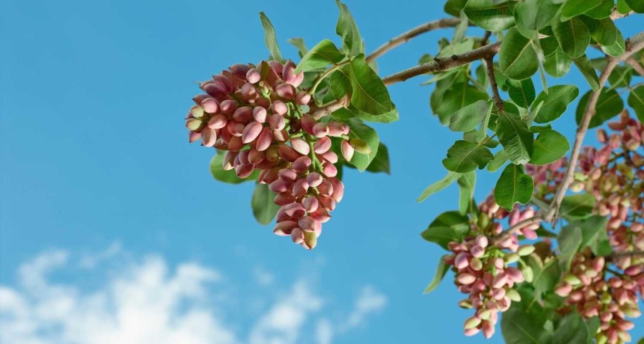 Фисташка туполистная дерево