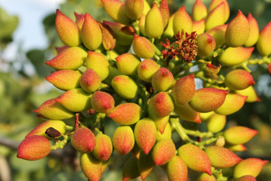 Фисташка туполистная дерево