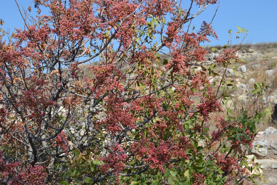 Цветение фисташки