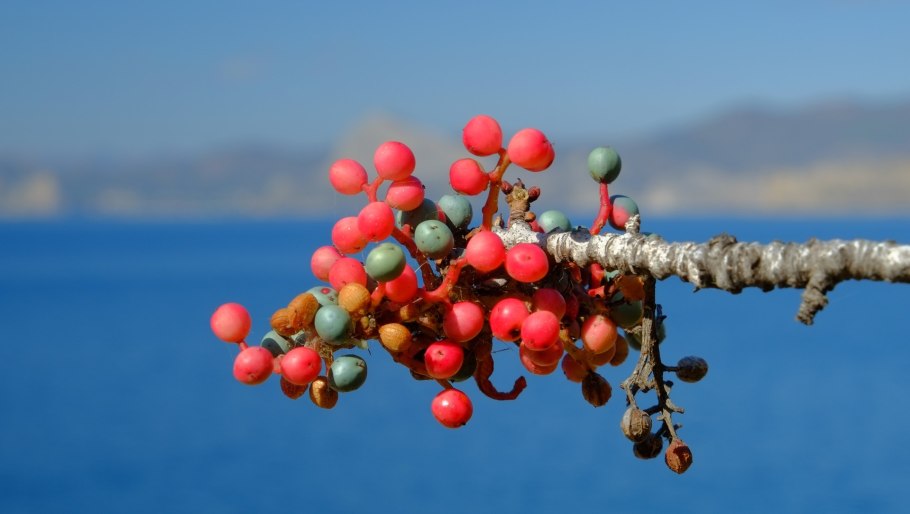 Фисташковое дерево цветет