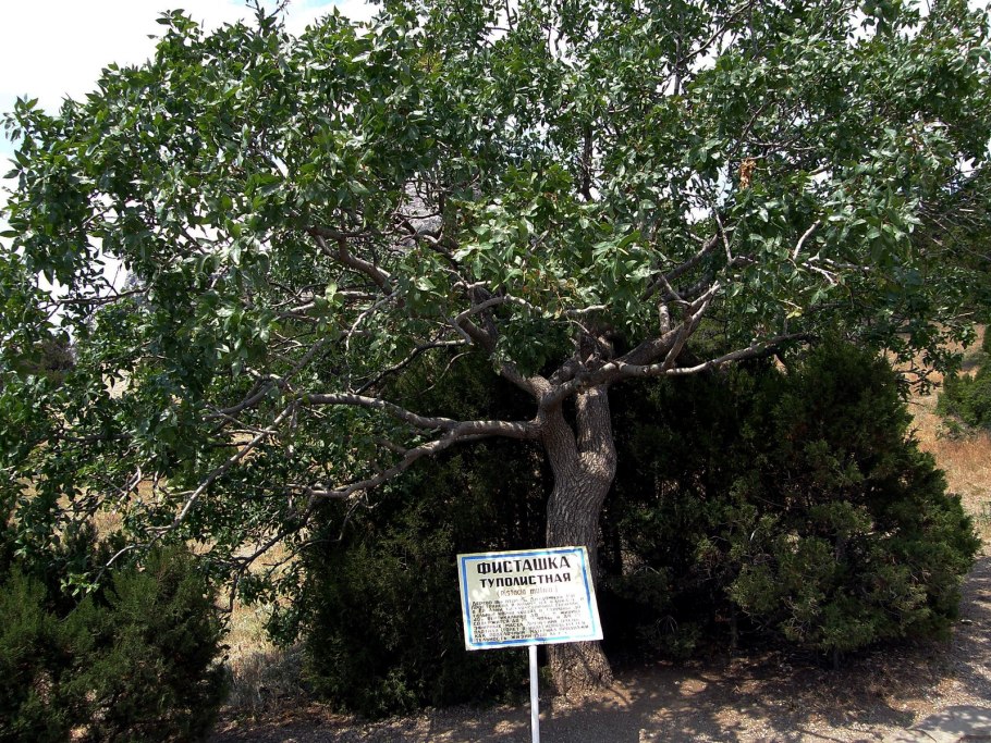 Фисташка туполистная орехи