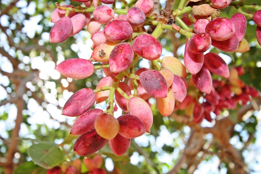 Фисташка туполистная дерево