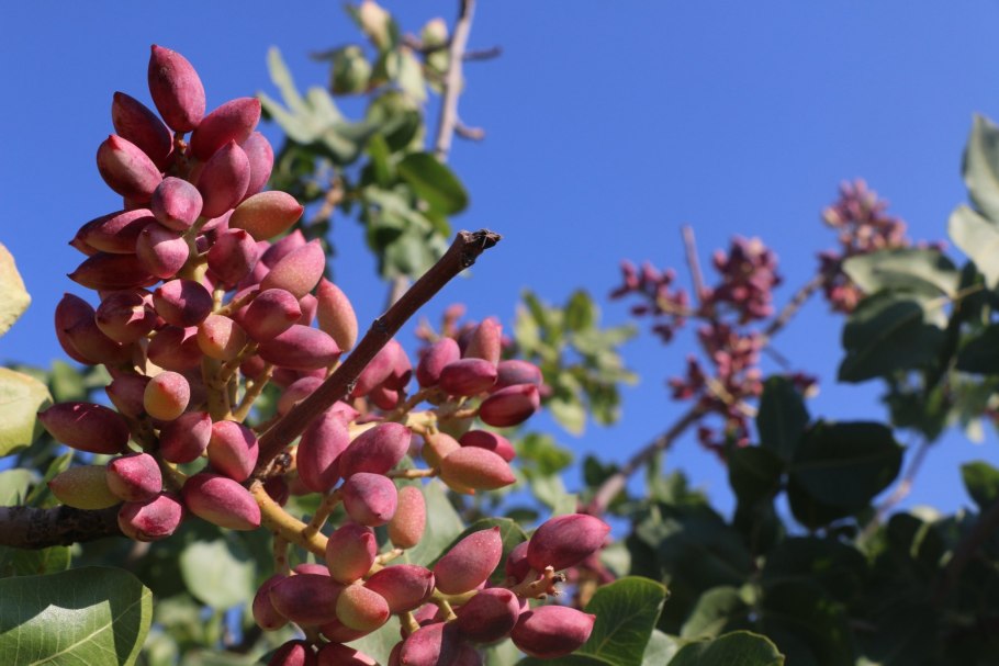 Фисташка туполистная Крым