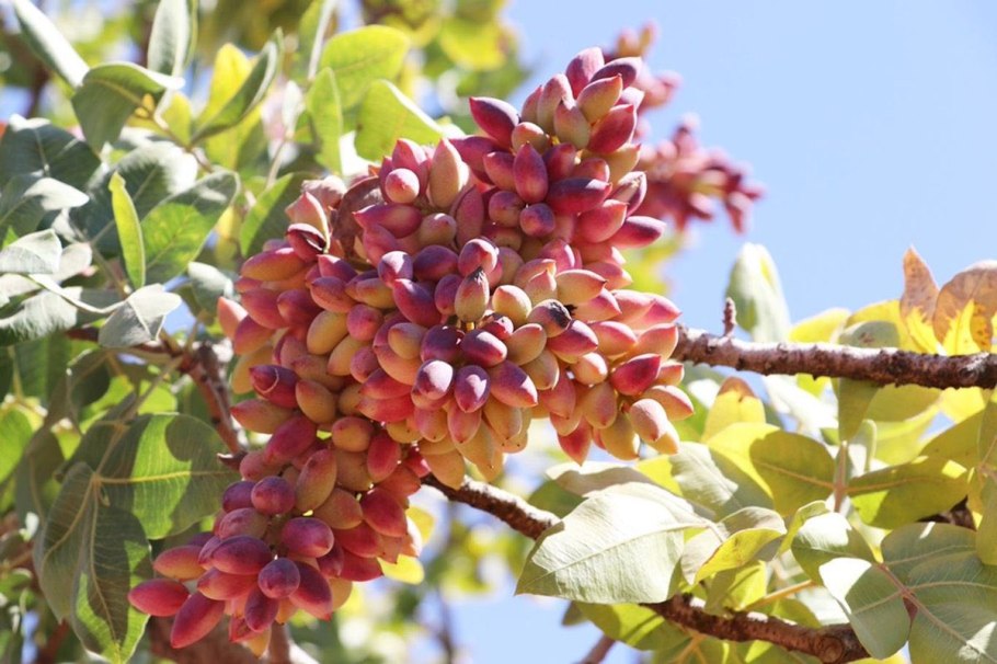 Фисташка туполистная Утриш