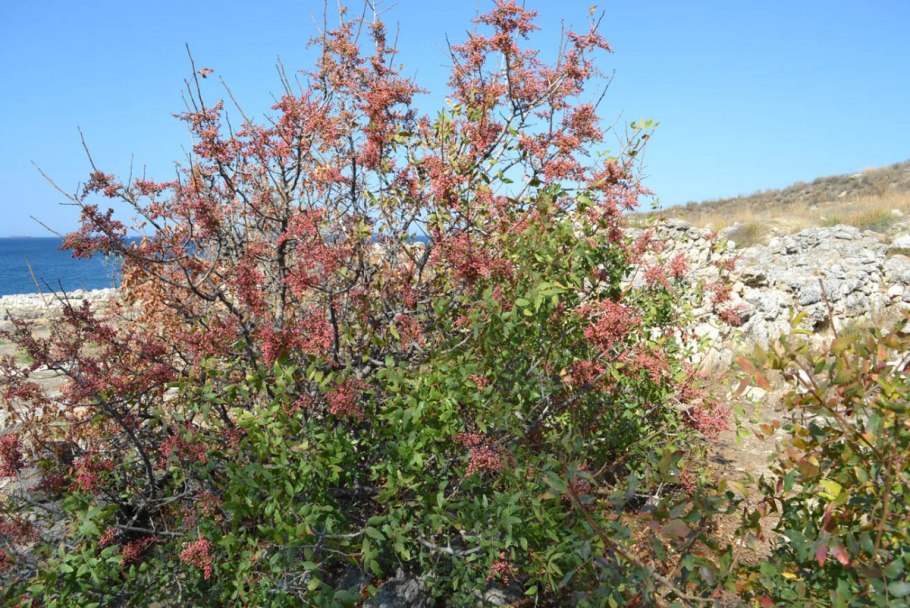 Pistacia Atlantica цветки