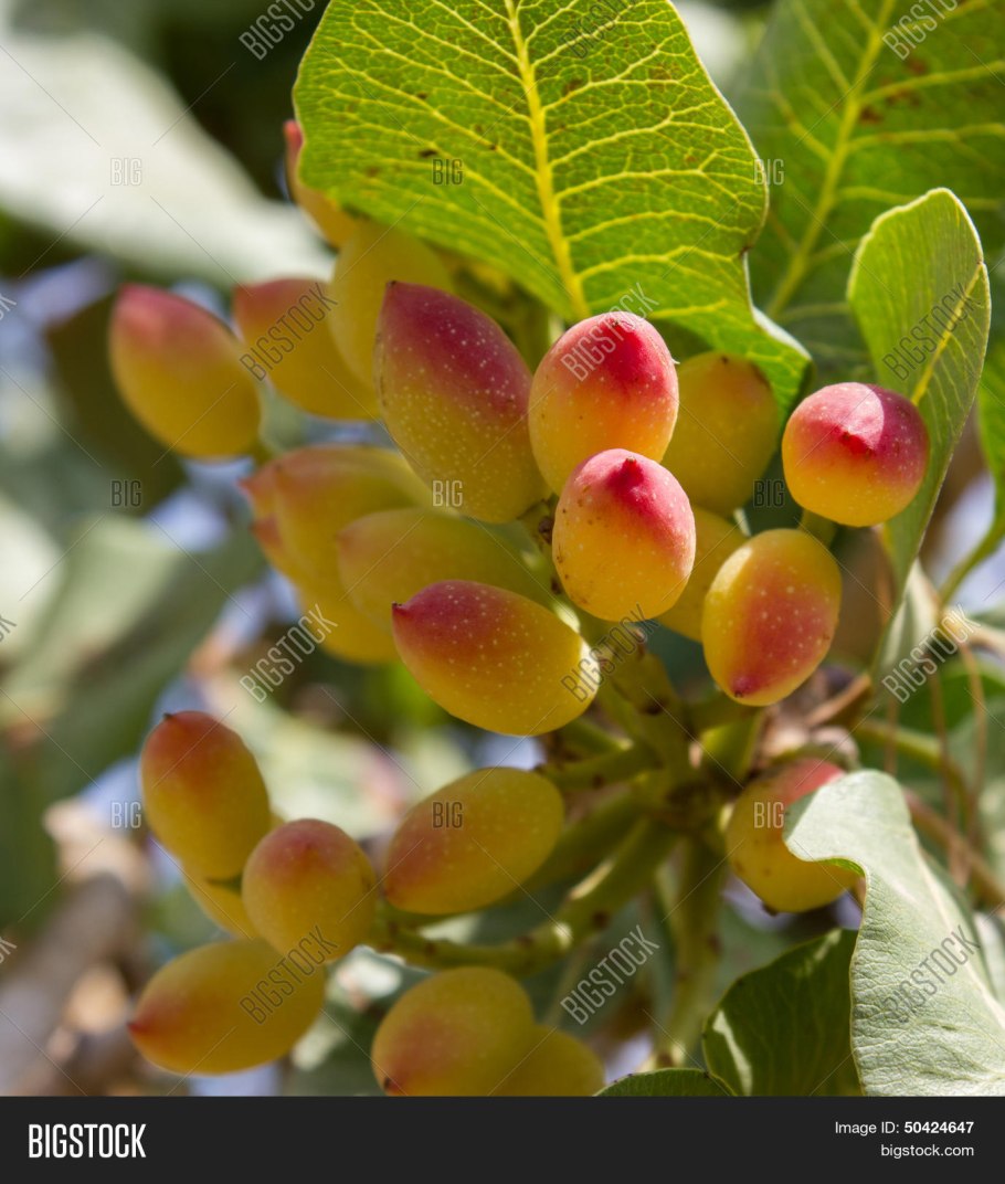 Фисташки в Туркменистане