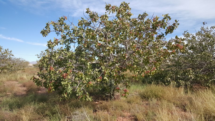 Фисташка дерево Израиль