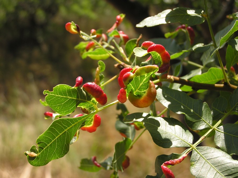 900 Летнее фисташковое дерево в Канаке