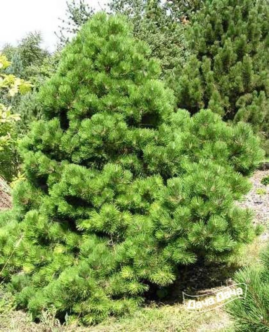 Сосна черная Хельга
