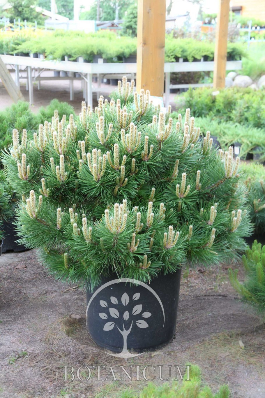 Pinus nigra Brepo (n. Pierrick Bregeon)