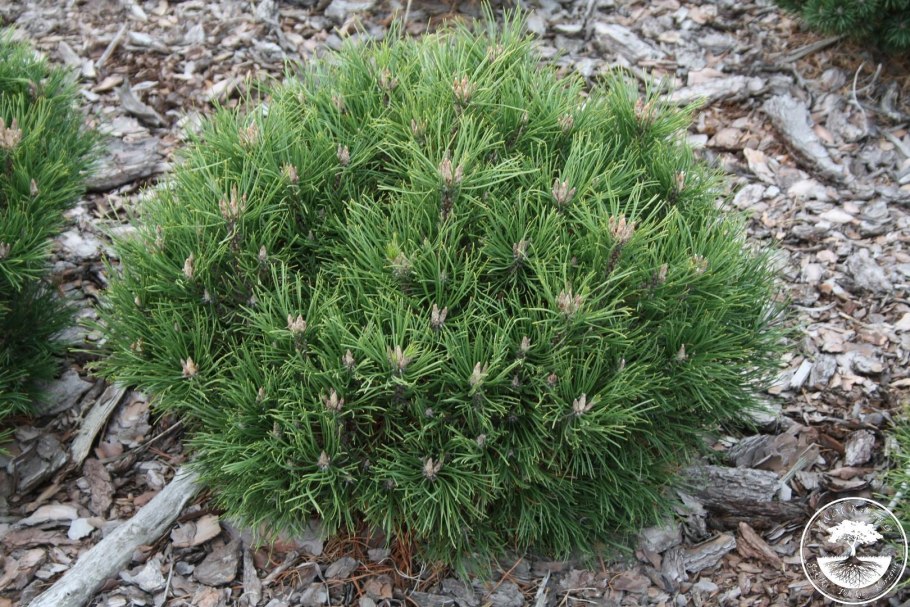 Pinus nigra Helga