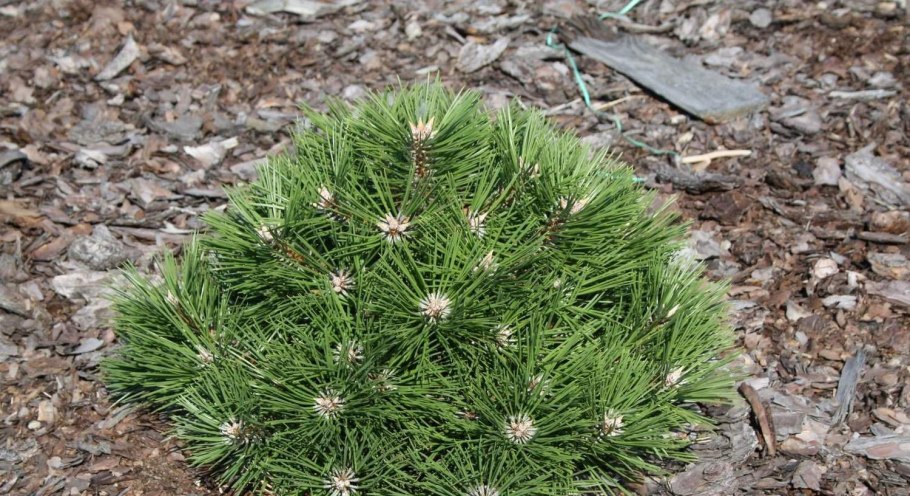 Сосна черная Пинус Нигра