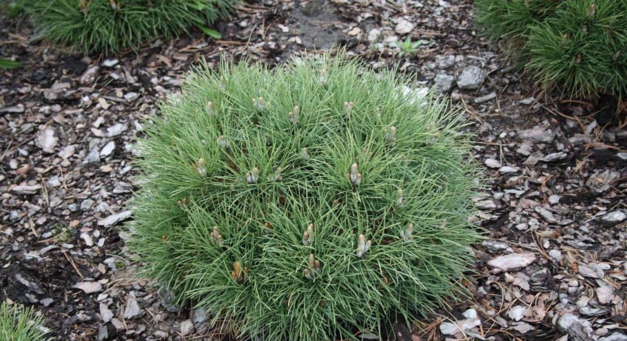 Сосна Pinus nigra