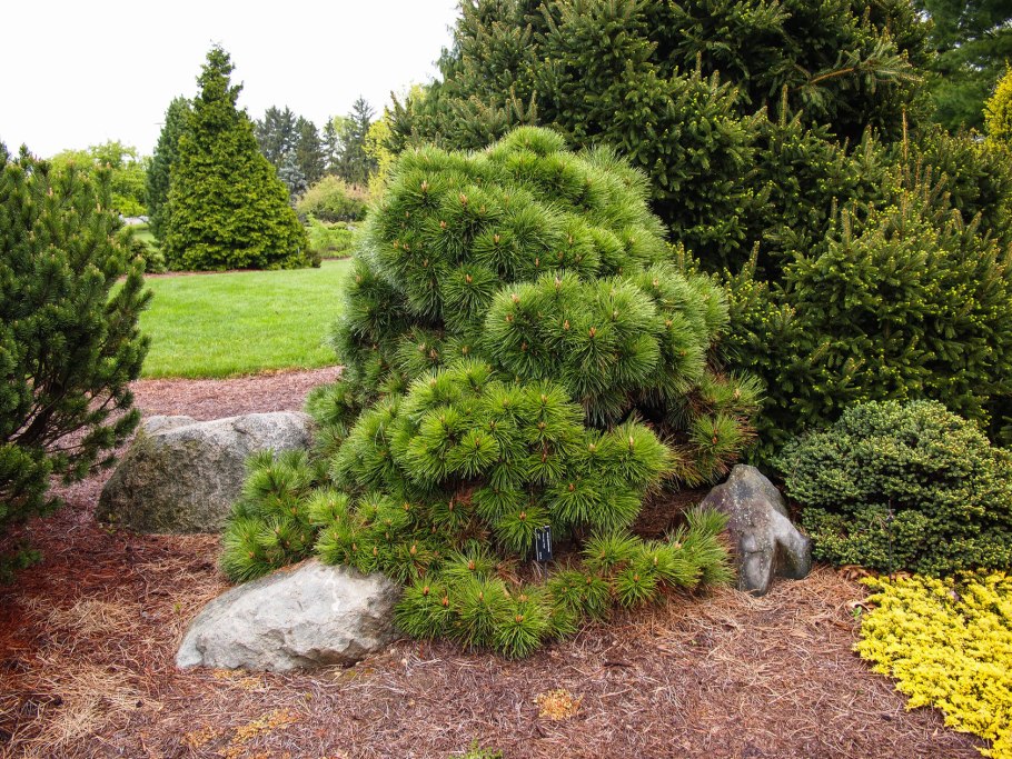 Сосна черная Helga