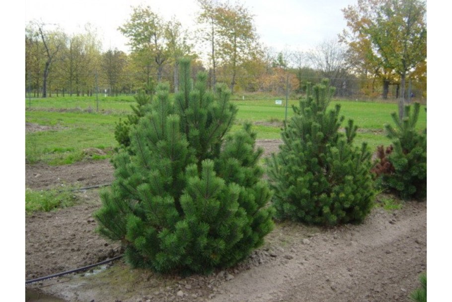Сосна Pinus nigra