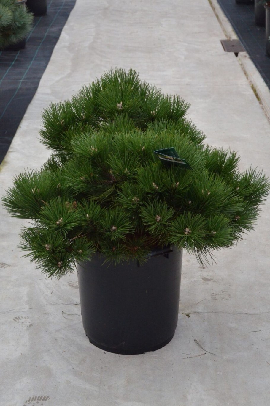 Сосна Горная Хельга