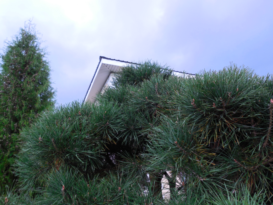 Сосна Pinus nigra