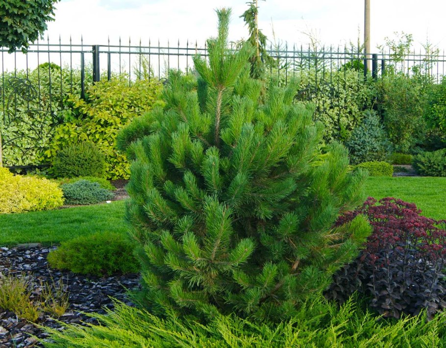 Пинус Нигра