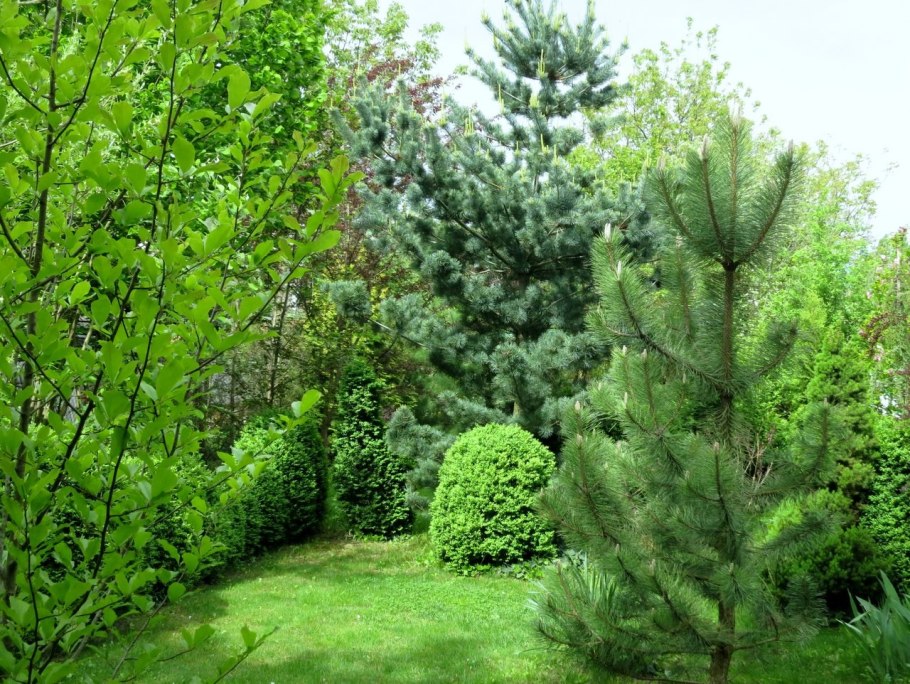 Сосна Pinus nigra