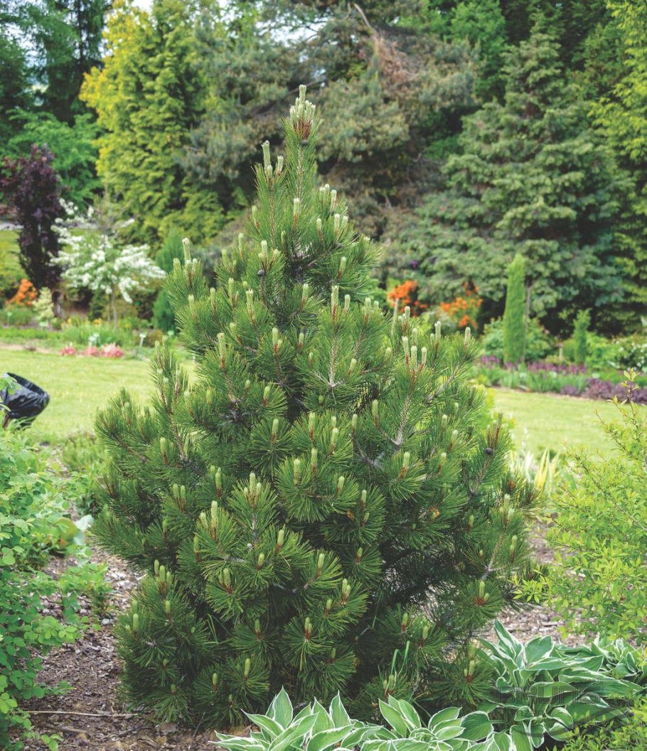 Сосна Agnes Bregeon