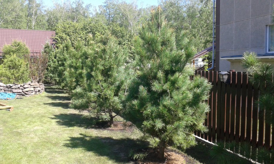 Pinus nigra Marie Bregeon