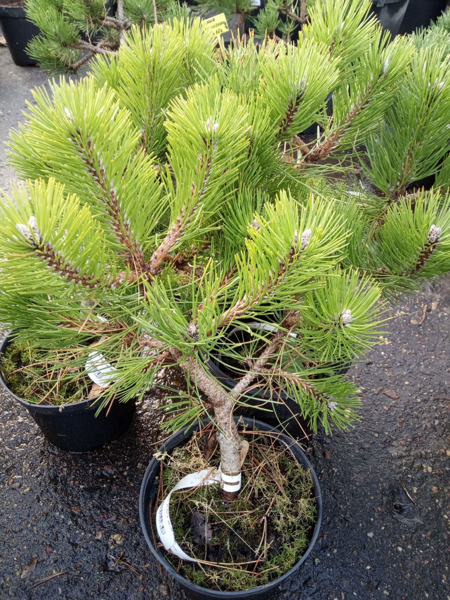 Pinus mugo Litomyśl