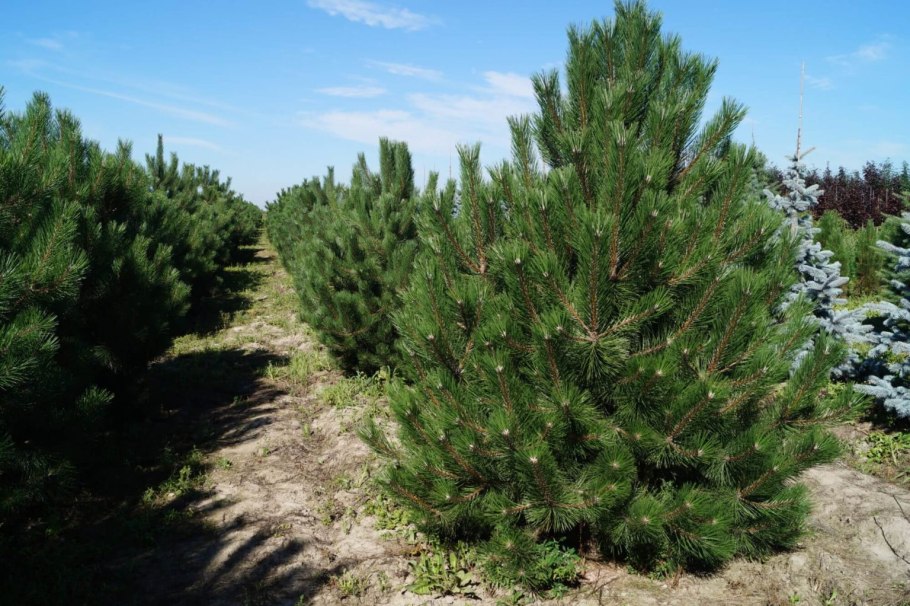 Сосна черная pyramidalis