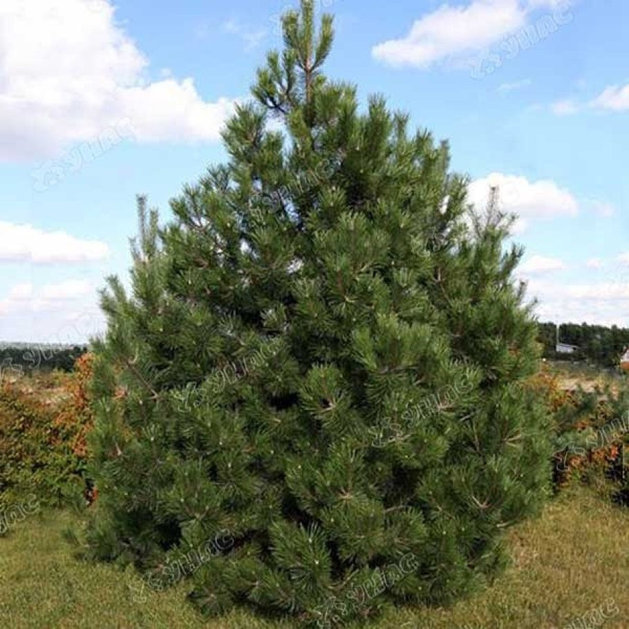 Сосна Горная Мугус Гном