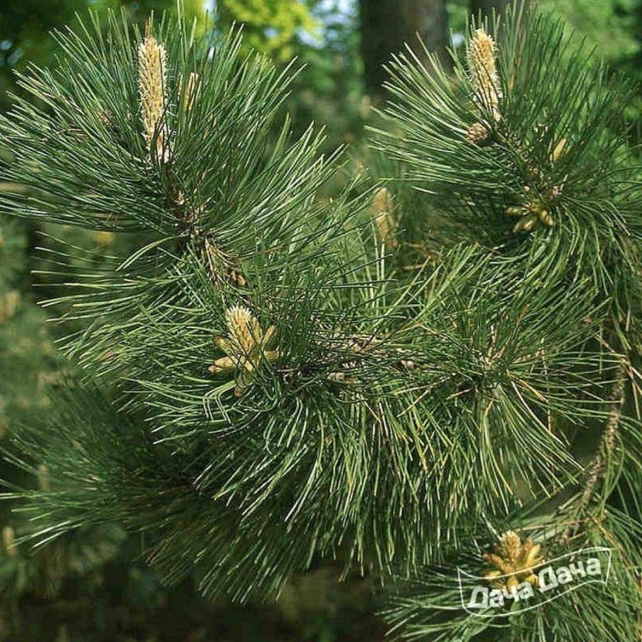 Сосна черная Hornibrookiana
