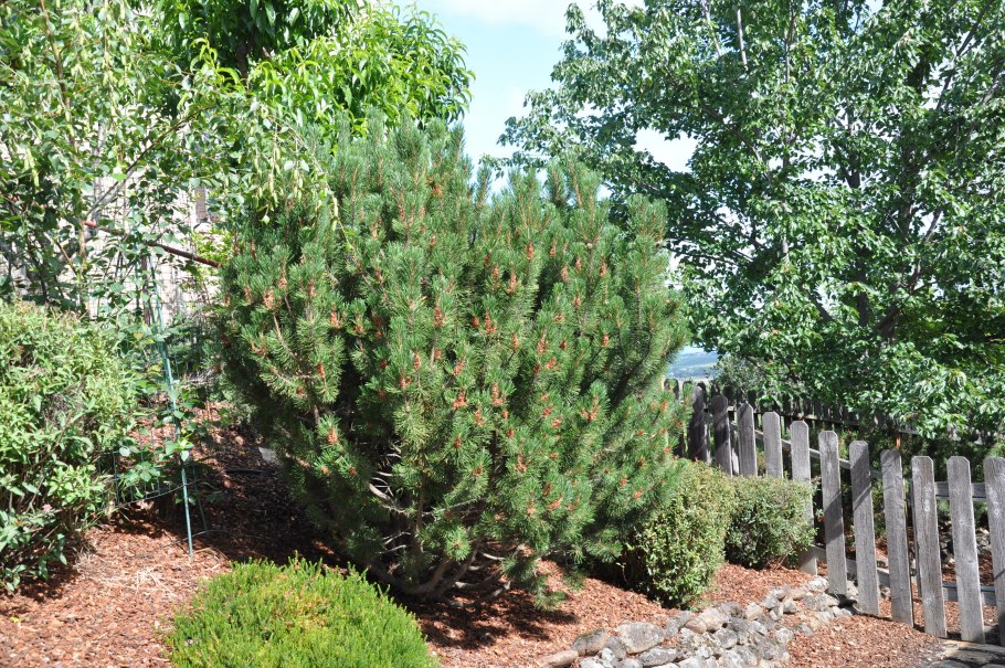 Pinus nigra Helga