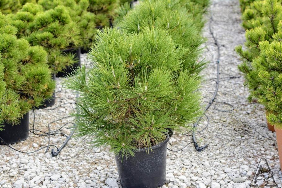 Pinus nigra Helga