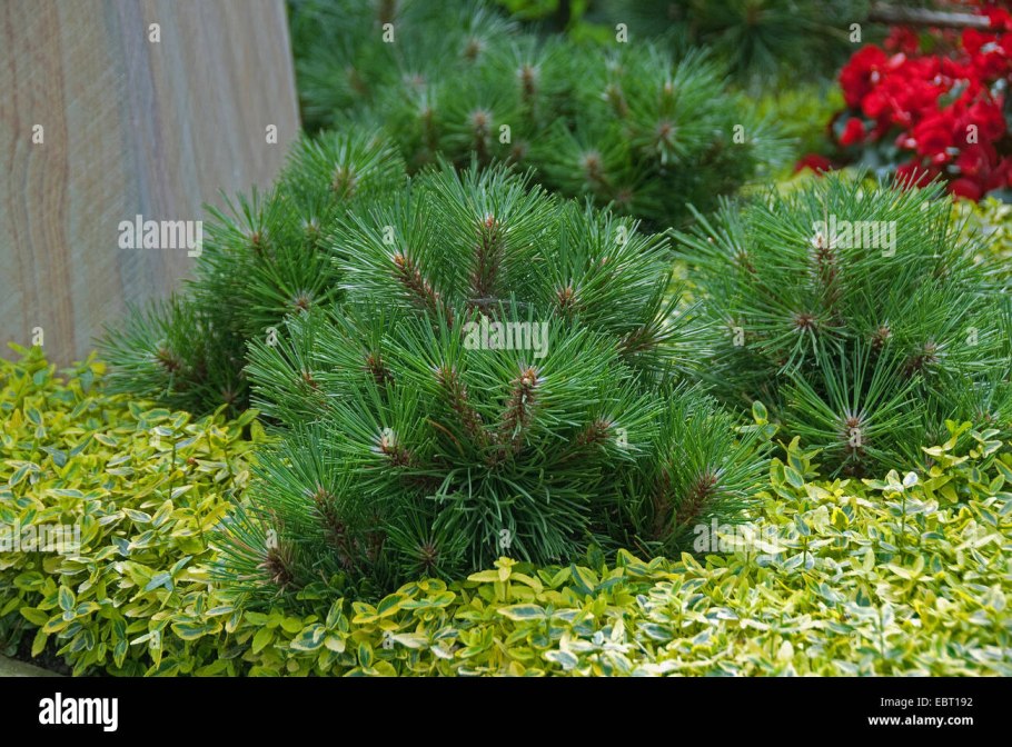 Сосна обыкновенная Репенс
