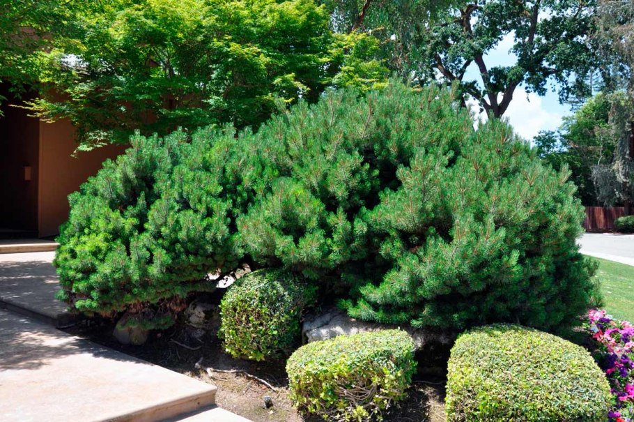 Сосна Pinus nigra