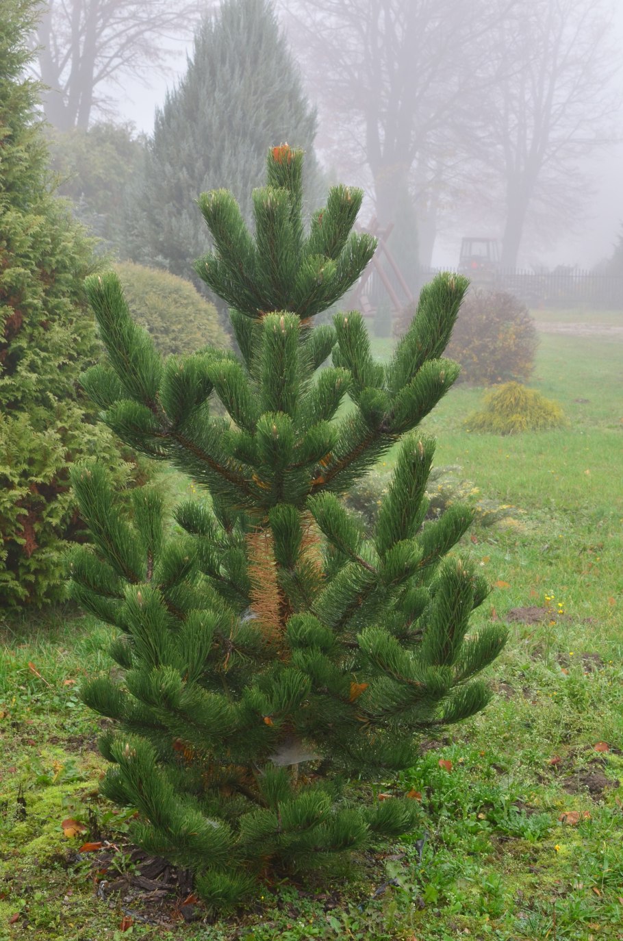 Сосна Sylvestris Watereri