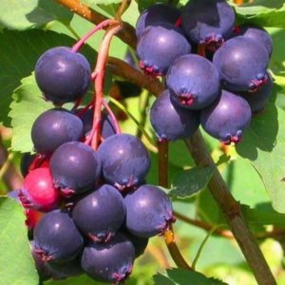 Ирга Amelanchier alnifolia Krasnojarskaja